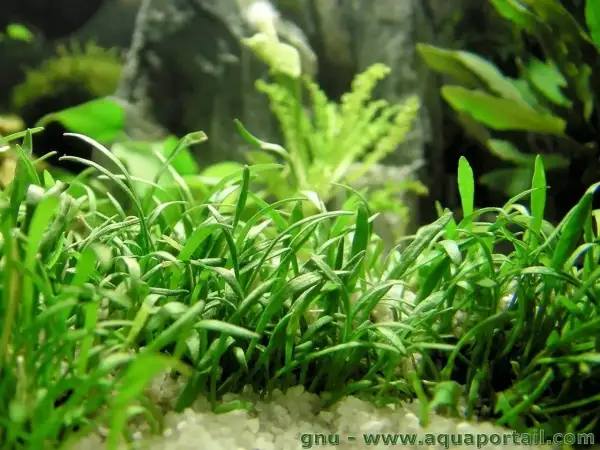 Un tapis dense de **Helanthium tenellum** aux feuilles vertes vives, planté dans un substrat clair, avec des plantes d'aquarium floues en arrière-plan.