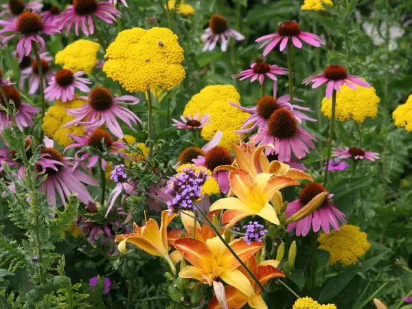 Bunte Blütenpracht im Juli: Purpur-Sonnenhut, gelbe Schafgarbe und Taglilien. Perfekt, welche Blumen im Juli pflanzen!