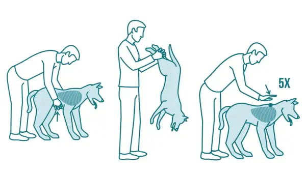 Pasos para saber qué hacer cuando un perro se atraganta: presionar abdomen, invertir y dar golpes en la espalda.