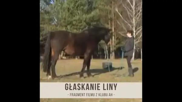 Jak głaskać konia, aby uniknąć stresu i zbudować zaufanie