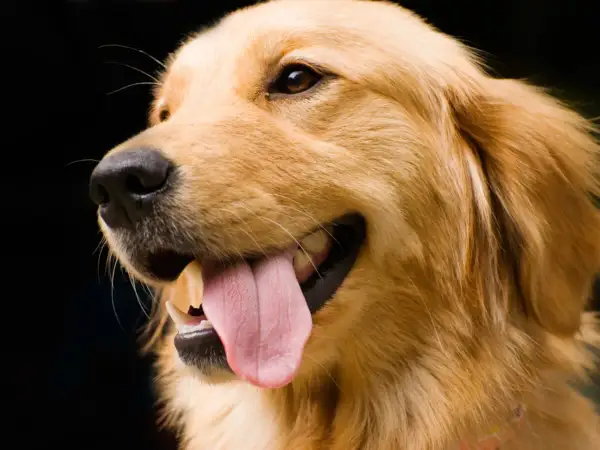 Szczęśliwy golden retriever z wystawionym językiem, gotowy do nauki, jak wytresować golden retrievera.