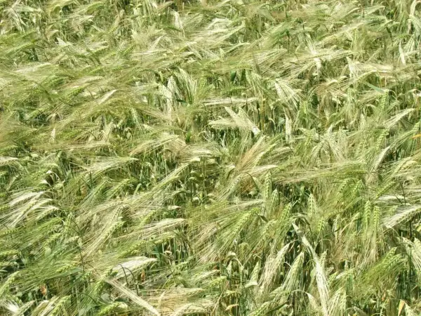 Pole pszenicy, gdzie każdy kłos jest jakby podtrzymywany przez niewidzialny antywylegacz na pszenicę, tworząc falujący dywan zieleni i złota.