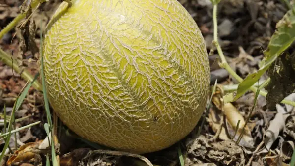 Dojrzewająca melon na łodydze, z charakterystyczną, siatkową skórką.