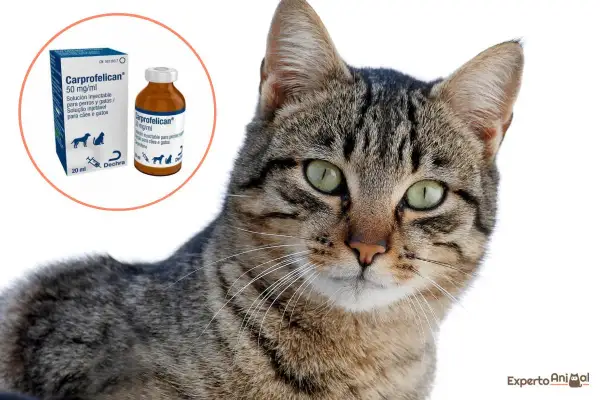 Gato con ojos verdes junto a caja y frasco de Carprofelican, un antiinflamatorio para gatos y perros.