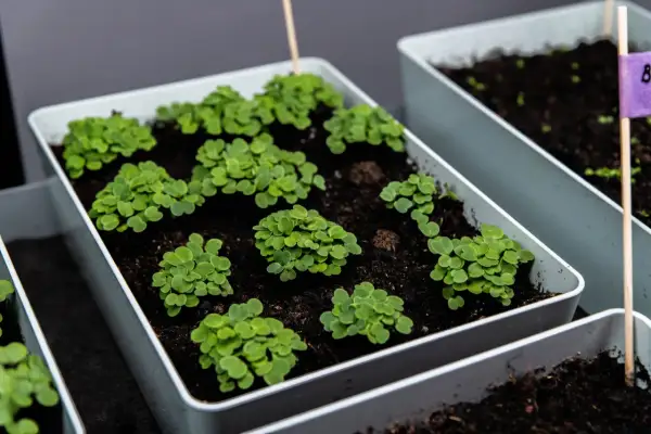 Små plantor av senapskål växer i vita krukor. En lila etikett med bokstaven B syns i bakgrunden.