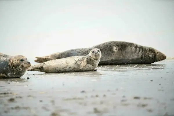 Trois phoques se prélassent sur le sable mouillé, un spectacle typique des lieux insolites de la Baie de Somme.