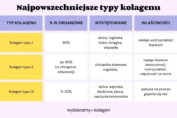 Kolagen typu I nadaje wytrzymałość tkankom, typu II elastyczność, a typu III wpływa na gojenie się ran.