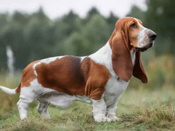En ståtlig basset hound med långa öron står i gräset, redo för en dag av jakt.