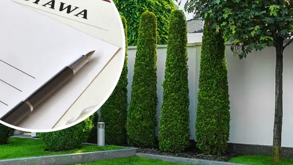 Czy można sadzić tuje w granicy działki? Uniknij problemów z sąsiadami
