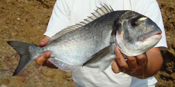 Un pêcheur tient fièrement une magnifique dorade royale argentée, ses écailles brillantes reflétant la lumière du soleil.