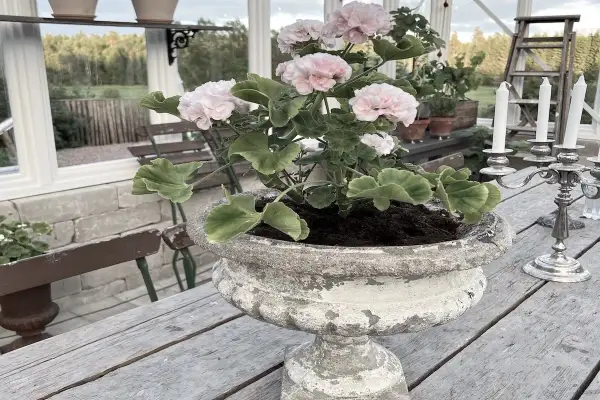 En vacker rosa pelargon i en gammal urnkruka, redo att plantera om efter vintern.