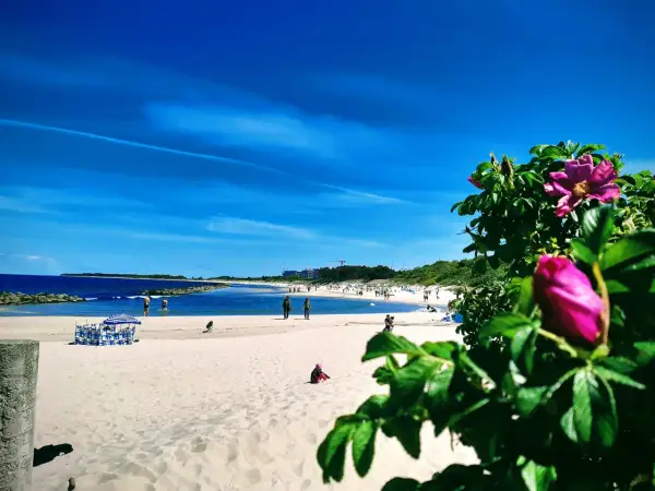Słoneczne wakacje nad Bałtykiem. Piękny, błękitny dzień na piaszczystej plaży, z kwitnącym dziką różą w tle.