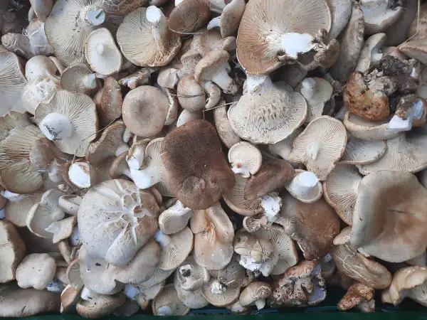 Un montón de setas de cardo, algunas con sombreros anchos y otras más pequeñas, listas para ser cocinadas.