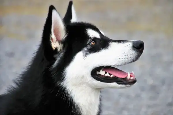 Jaka karma dla husky? Odkryj, co zapewni zdrowie i energię