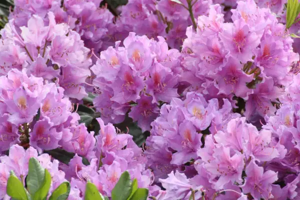 Gros plan sur une **floraison** de rhododendrons aux teintes roses et violettes, un spectacle printanier.
