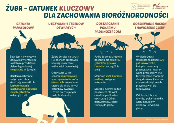 Żubr, największy ssak Europy, odgrywa kluczową rolę w ekosystemie. Jego dieta to ponad 170 gatunków roślin, a jego obecność wpływa na bioróżnorodność.