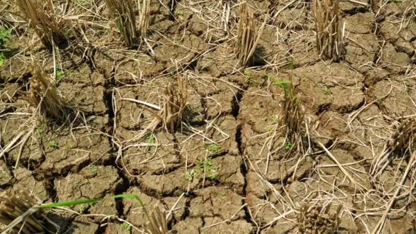 Terreno arido e screpolato, residui secchi di raccolto e qualche timida piantina verde. La stanchezza del terreno è evidente, un paesaggio che attende la pioggia.