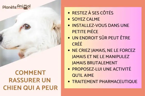 Conseils pour comment rassurer un chien qui a peur : restez calme, créez un endroit sûr, ne forcez jamais. Un chien effrayé a besoin de douceur.