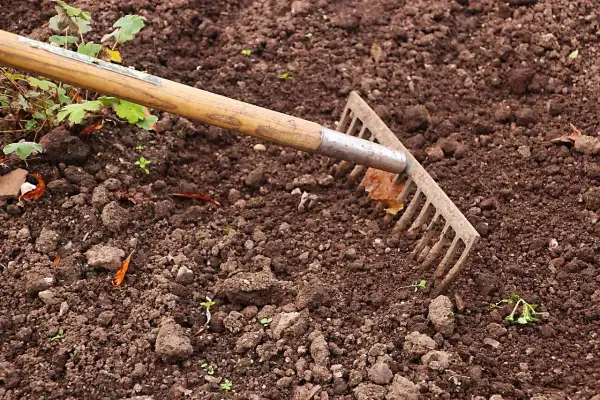 Grabie przygotowują ziemię, by zapewnić jej żyzność. Widać młode kiełki i resztki liści.