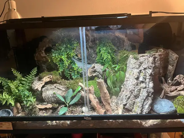 Jak przygotować korzeń do terrarium, aby uniknąć błędów i zagrożeń