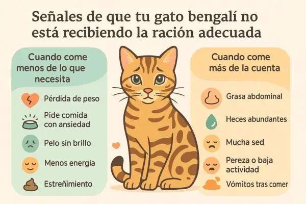 Tabla de alimento para gatos: señales de que tu gato bengalí come poco o demasiado. Muestra síntomas como pérdida de peso o vómitos.