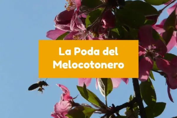 Abeja volando cerca de flores rosadas de melocotonero. El texto dice "La Poda del Melocotonero".