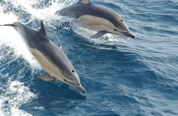 Jak rozmnażają się delfiny? Zaskakujące fakty o ich cyklu życia