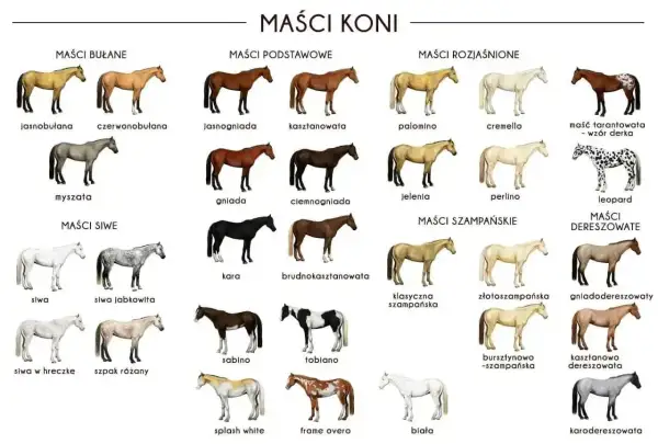 Ilustracja przedstawia różne maści koni, w tym maść bułaną. Widać konie jasnobulane, czerwonobulane i myszate.