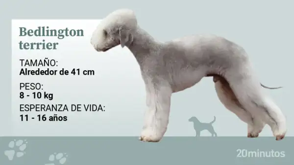 Perro Bedlington Terrier de perfil, con información sobre tamaño, peso y esperanza de vida.