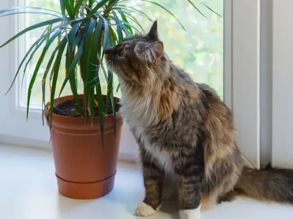 Puszysty kotek ciekawie wącha dracenę. Czy dracena jest trująca dla zwierząt? Warto to sprawdzić, zanim kotek spróbuje liści.