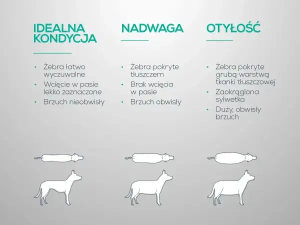 Ilustracja pokazuje trzy sylwetki psów: idealna kondycja, nadwaga i otyłość. Nadwaga u psa objawia się brakiem wcięcia w pasie i obwisłym brzuchem.