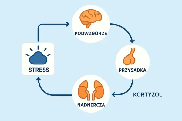 Cykl reakcji na stres: podwzgórze, przysadka, nadnercza i kortyzol. Zrozumienie tego mechanizmu to pierwszy krok do walki ze stresem.
