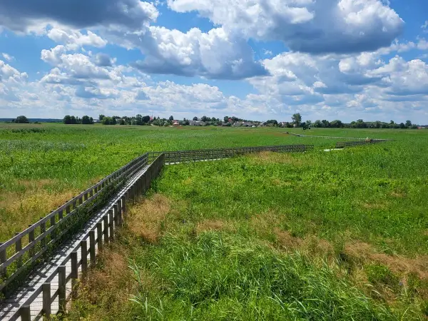 Drewniana kładka wśród zielonych łąk, prowadząca w stronę zabudowań widocznych w oddali. To malowniczy krajobraz w okolicach **Narew miasto**.