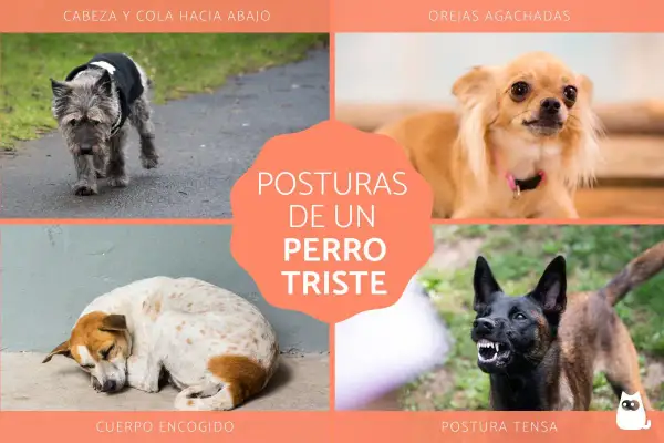 Cuatro imágenes muestran posturas de un perro triste: cabeza y cola abajo, orejas agachadas, cuerpo encogido y postura tensa.