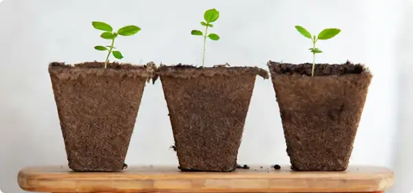 Tre små plantor, kanske en framtida tobaksplanta i kruka, växer till sig i bruna krukor på en trähylla.