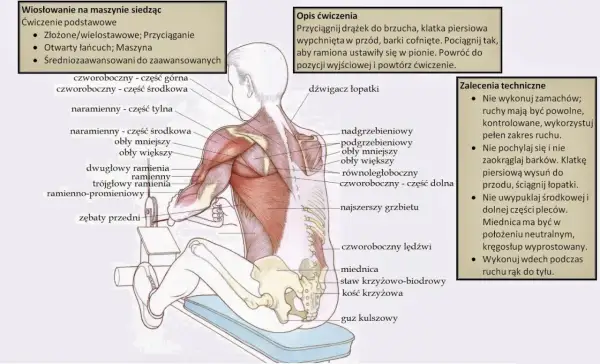 Anatomia mięśnia obłego większego podczas wiosłowania na maszynie siedząc. Mięsień obły większy jest widoczny na ramieniu.