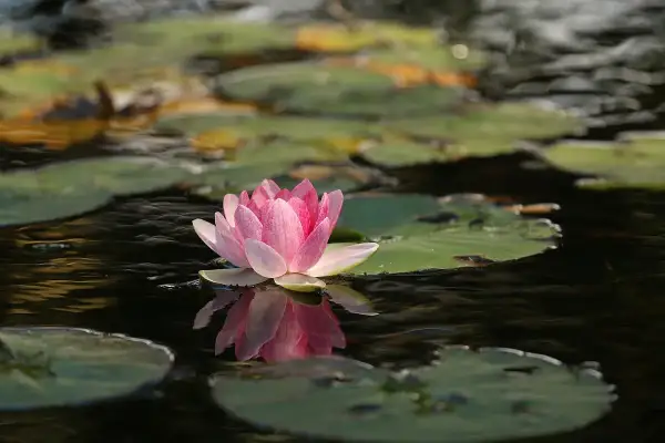 Una flor de loto rosa emerge del agua, reflejando su belleza. Su flor de loto significado espiritual es de pureza y renacimiento.