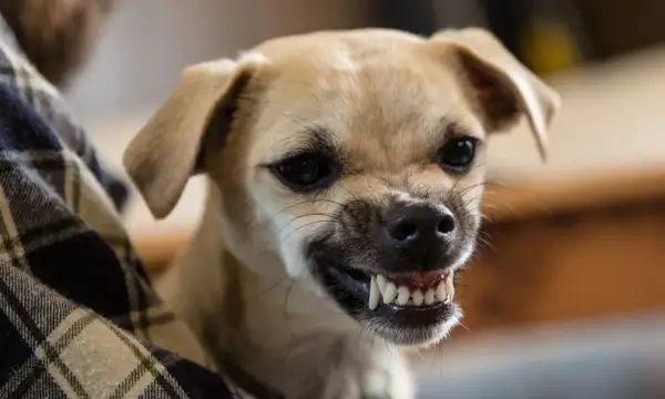 A small tan dog with its mouth open, showing sharp teeth. It looks like it's asking, "Do dogs smile?