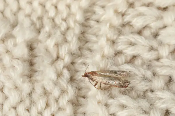 Mały motyl żeruje na wełnianym swetrze. To mole w ubraniach, które mogą zniszczyć Twoje ulubione rzeczy.