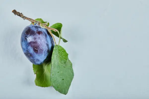 Jedna śliwomorela z kroplami rosy na gałązce z zielonymi liśćmi, na jasnym tle.
