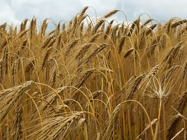 Goldene Ähren wiegen sich im Wind, die **Roggen Erntezeit** naht. Ein Feld voller reifer Halme unter einem bewölkten Himmel.