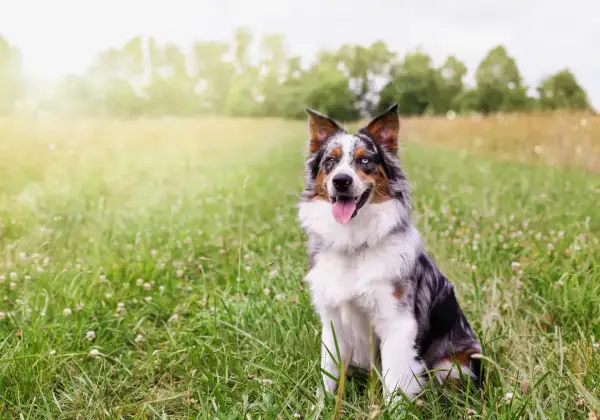 Ein bunter Australian Shepherd sitzt im Gras. Seine Augen sind unterschiedlich gefärbt, was seine Geschwindigkeit und Agilität unterstreicht.