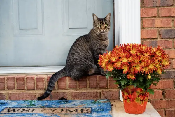 A tabby cat sits on a brick ledge next to a pot of mums. While mums are not daisies, it's good to know daisies are toxic to cats.