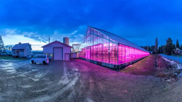 Ett växthus lyser upp med rosa sken från en hps lampa. Bredvid syns en villa och en industribyggnad.