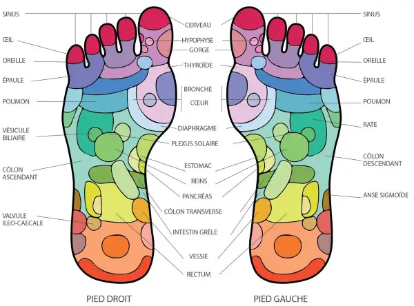 Carte des points d'acupuncture du pied droit, montrant les zones réflexes pour le cerveau, les sinus, l'estomac et plus encore.