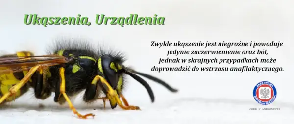 Użądlenie pszczoły: Jak szybko złagodzić ból i rozpoznać anafilaksję?