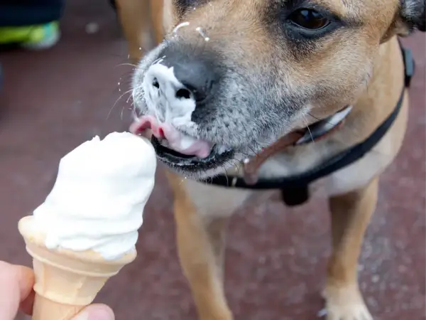 Pies z lodami na pysku. Czy psy mogą jeść lody? Ten psiak chyba odpowiada twierdząco, oblizując pyszczek.