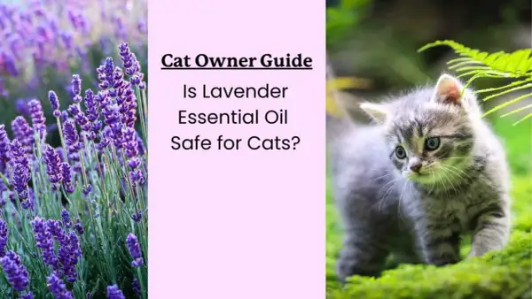 Cat Owner Guide: Is lavender essential oil safe for cats? Image shows lavender and a kitten.