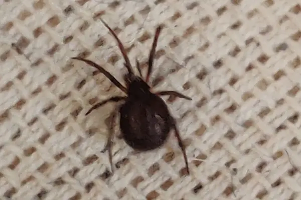 En mörk spindel med åtta ben sitter på ett beige tyg med rutmönster. Den ser ut som en av de små spindlar som ibland dyker upp inomhus.
