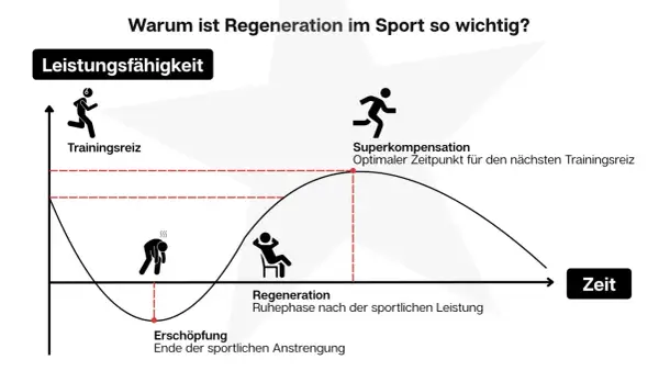 Grafik zeigt den Zyklus von Trainingsreiz, Erschöpfung und Regeneration. Nach der Erschöpfung folgt die Regeneration, die zur Superkompensation führt, dem optimalen Zeitpunkt für den nächsten Trainingsreiz.